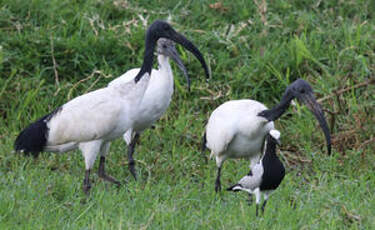 Ibis sacré