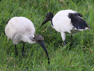 Ibis sacré