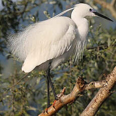 Aigrette garzette