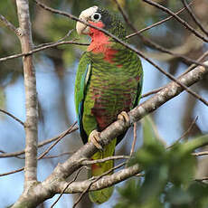 Amazone de Cuba