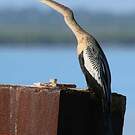 Anhinga d'Amérique