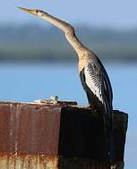 Anhinga d'Amérique