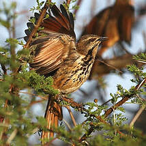 Cichladuse tachetée