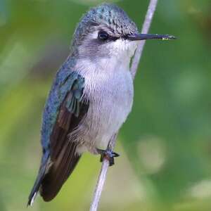 Colibri d'Elena