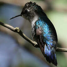 Colibri d'Elena