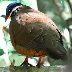 Colombe à tête bleue