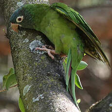 Conure à tête bleue