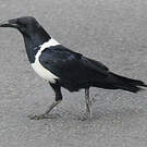 Corbeau pie