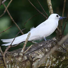 Gygis blanche