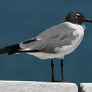 Mouette atricille