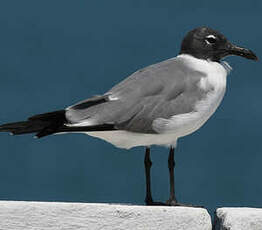 Mouette atricille