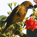 Oriole de Cuba