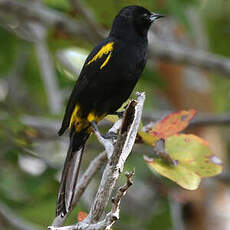 Oriole de Cuba