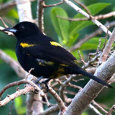 Oriole de Cuba