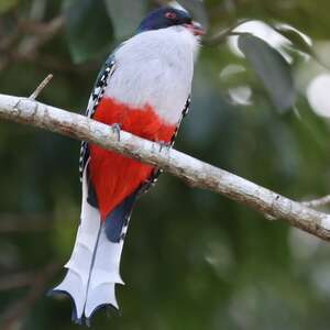 Trogon de Cuba