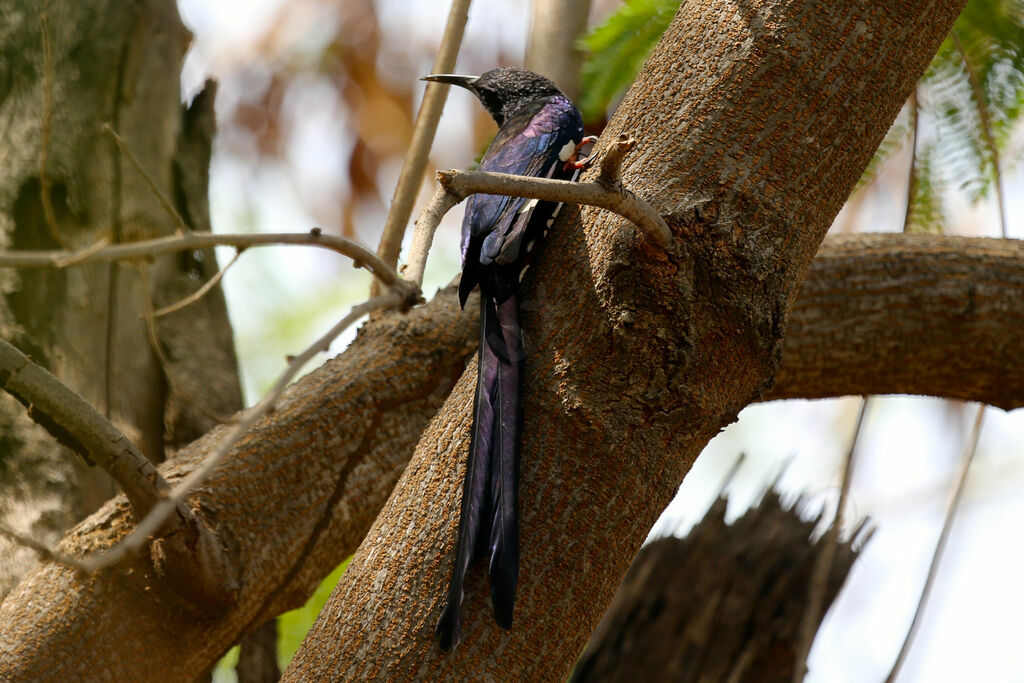 Green Wood Hoopoe