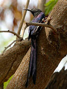 Green Wood Hoopoe