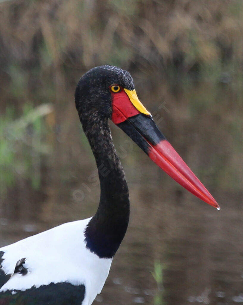 Jabiru d'Afrique