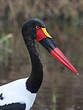 Jabiru d'Afrique