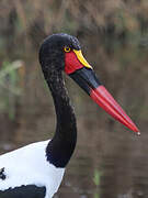 Saddle-billed Stork