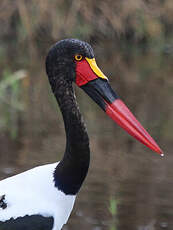 Jabiru d'Afrique