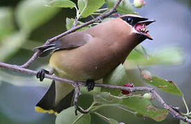 Cedar Waxwing