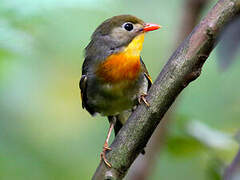 Red-billed Leiothrix