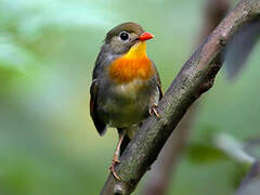 Red-billed Leiothrix