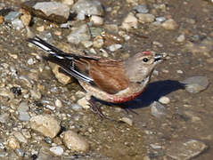 Common Linnet