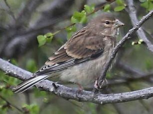 Linotte mélodieuse