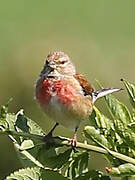 Linotte mélodieuse