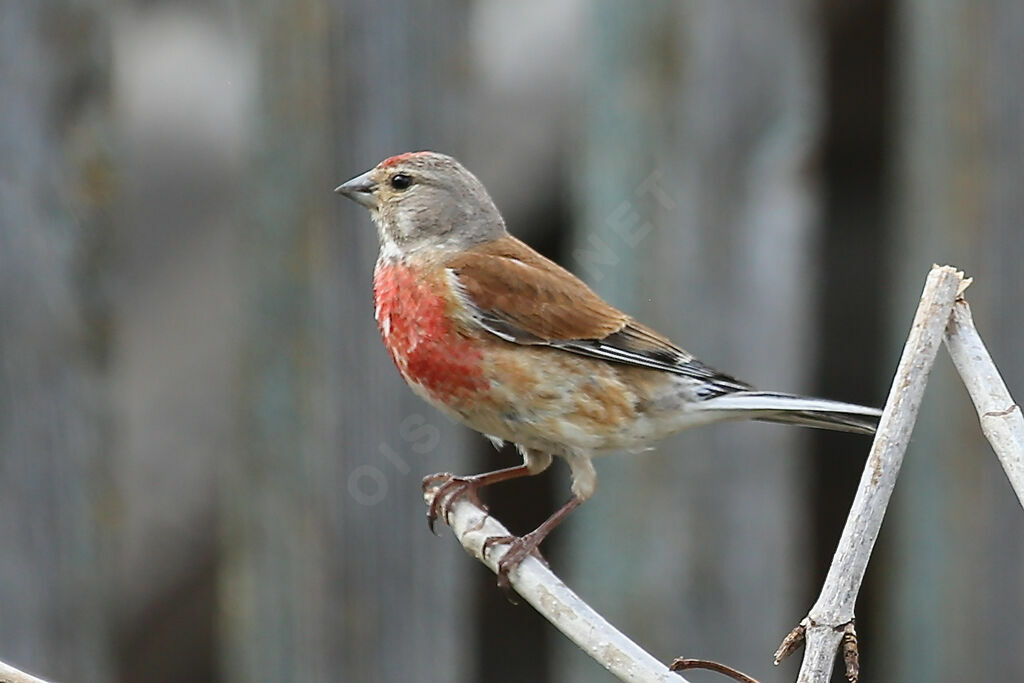 Linotte mélodieuse