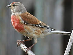 Linotte mélodieuse