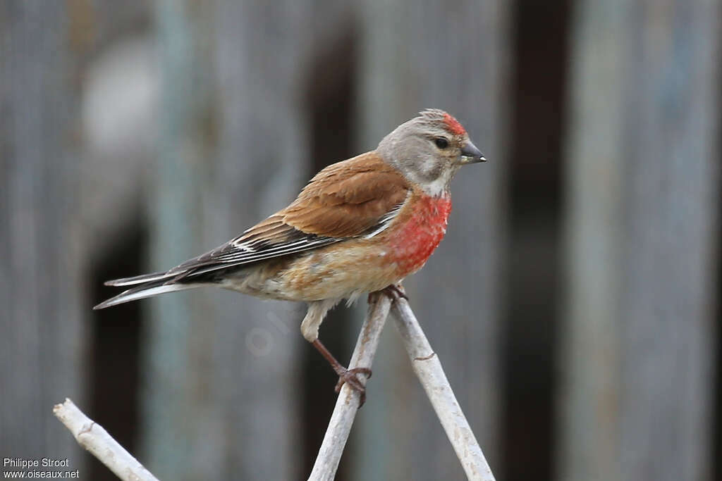 Common Linnet male adult breeding, identification