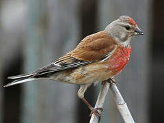 Common Linnet