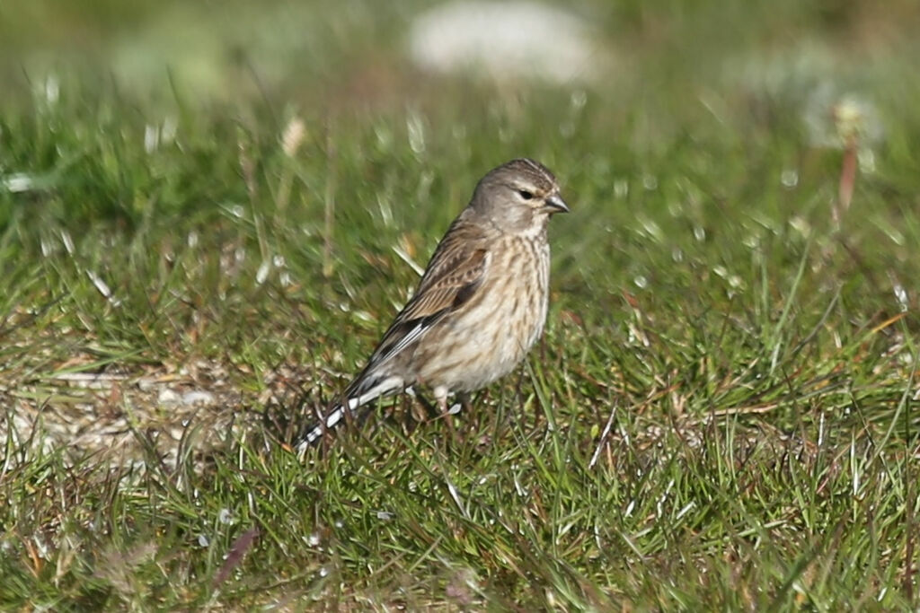 Linotte mélodieuse femelle