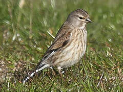 Common Linnet