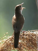 Savi's Warbler