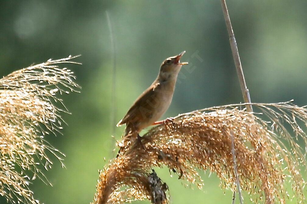 Savi's Warbler, song