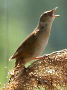 Savi's Warbler