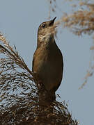 Savi's Warbler