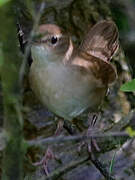 Savi's Warbler