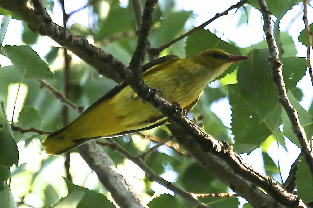 Eurasian Golden Oriole