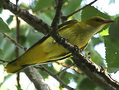 Eurasian Golden Oriole