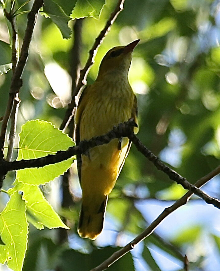 Eurasian Golden Oriole