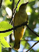 Eurasian Golden Oriole