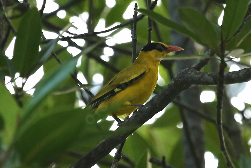 Black-naped Oriole