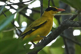 Black-naped Oriole