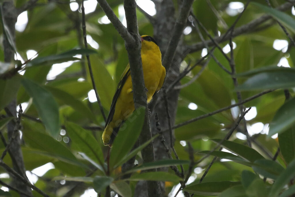 Black-naped Oriole