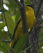 Black-naped Oriole